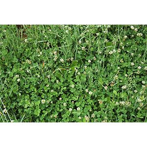 Ladino White Clover 50lb
