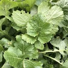 WMS Seven Top Turnip 3lb