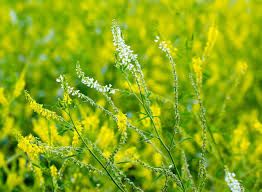WMS Yellow Sweet Blossom Clover 3lb