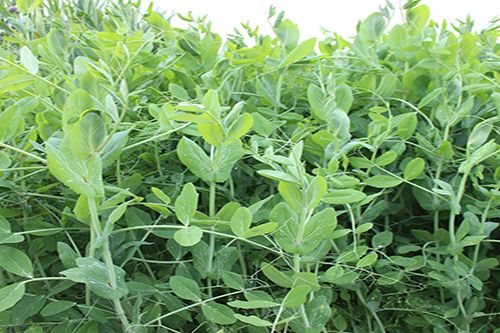 WMS Survivor Winter Pea 5lb