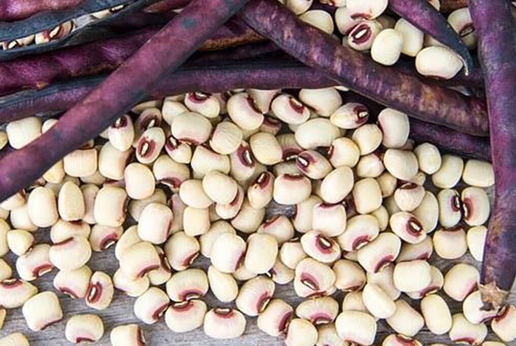Big Boy Purple hull Southern Pea 1 Lb