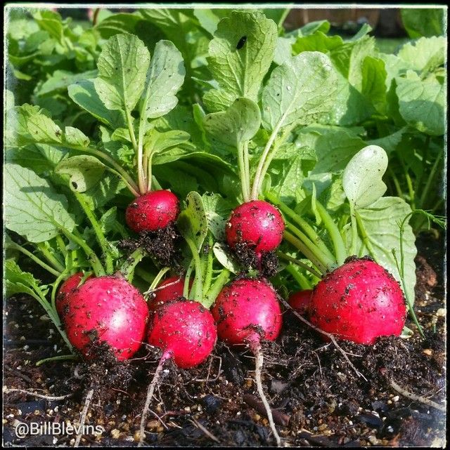 Early Scarlet Radish 1/2 oz