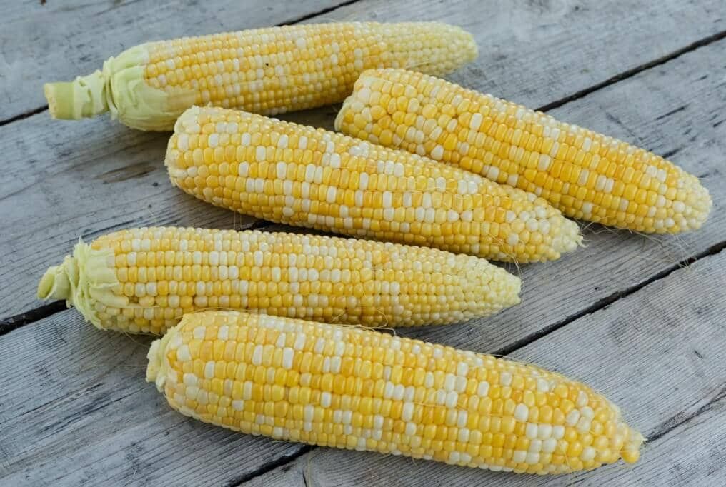 Sweet G90 Sweet Corn