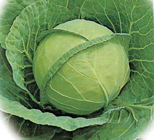 1oz Cabbage Copenhagen