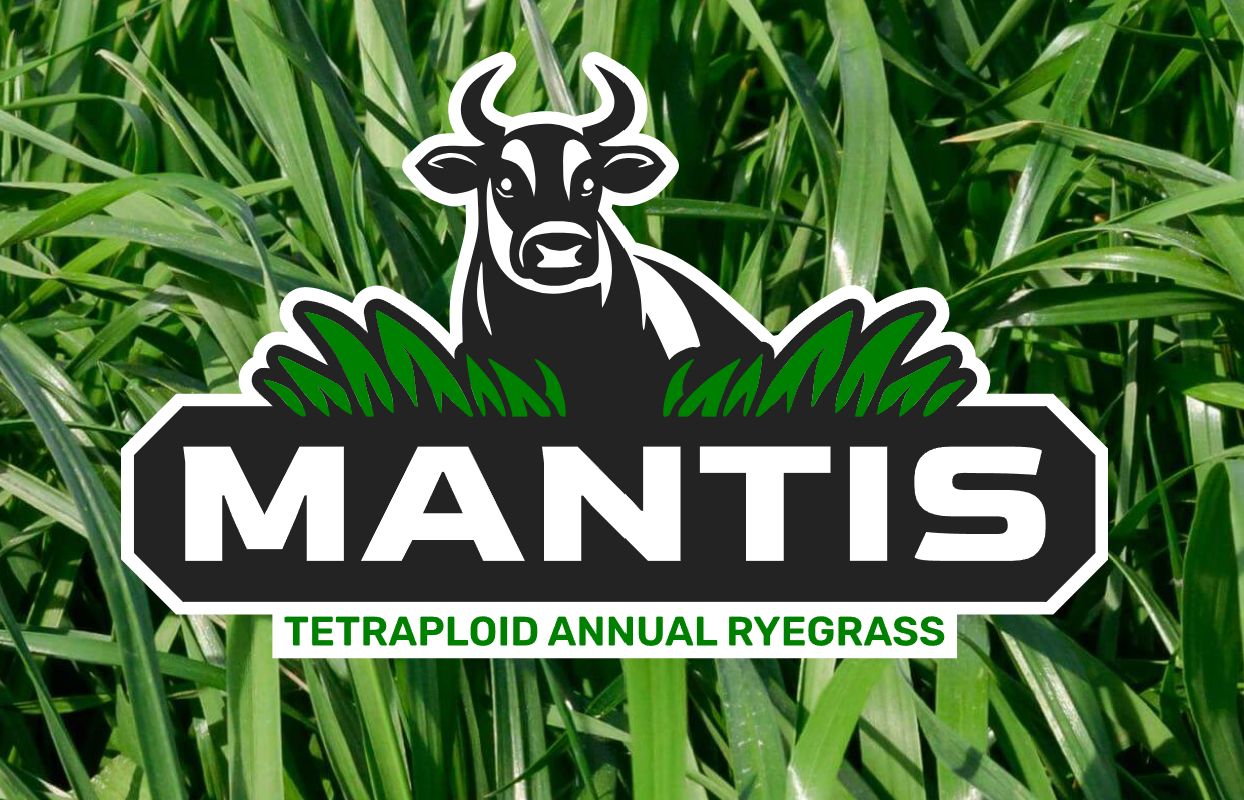 RYE GRASS - MANTIS ANNUAL TETRAPLOID