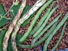 Rattlesnake Pole Beans 1 lb