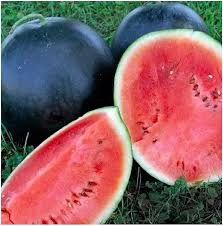 Flordia Giant Black Diamond 1/4 oz Watermelon Seed