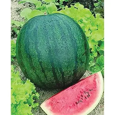 Sugar Baby Watermelon Seed 1 LB