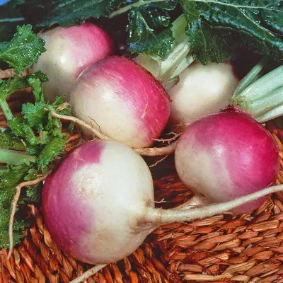 Purple Top White Globe Turnips 1 oz Packs
