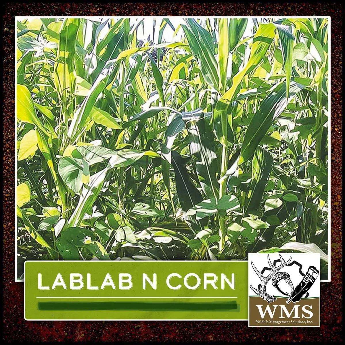 WMS LabLab N Corn 30 lbs Plants 1 acre