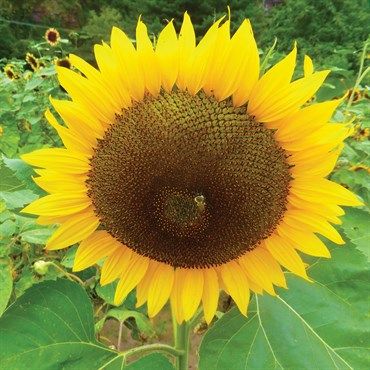 Russian Mammoth Sunflowers