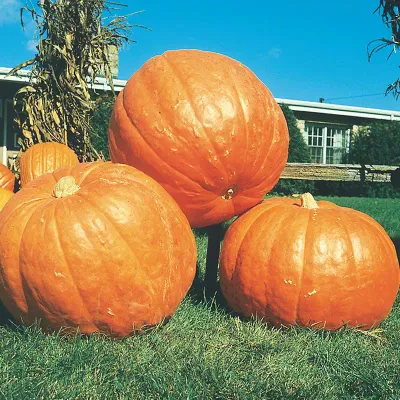 Big Max 1/4oz Pumpkin Seed