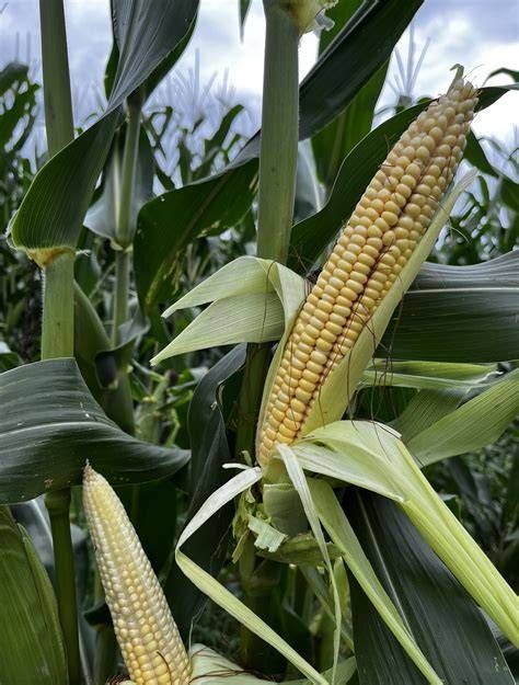 Syngenta VM115-GT Roundup Ready Corn 50lb Round up