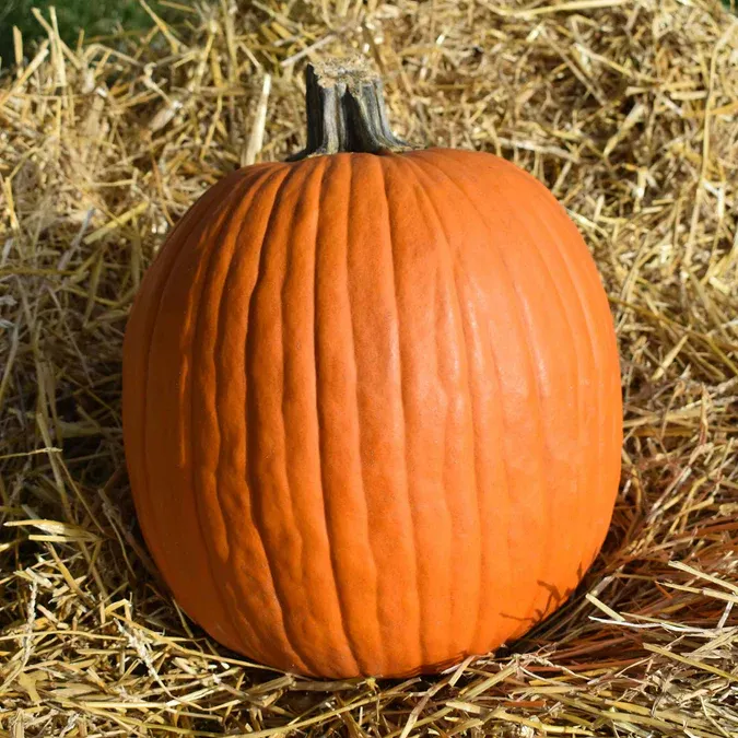 Jack O Lantern 1/4 oz