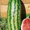 Jubilee Improved Watermelon Seed 1oz Pack