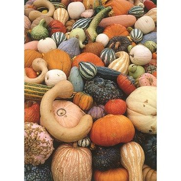 Wetsel Seed™ Mixed Large &amp; Small Gourds - 1/2oz