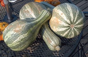 Pumpkin, Cushaw Green Stripe - 1 oz
