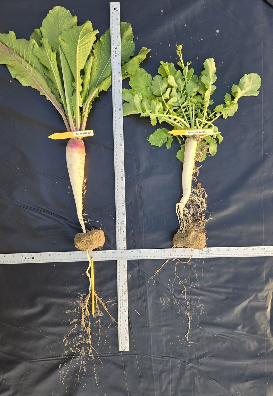 WMS Tapit Hybrid Brassica 3lb