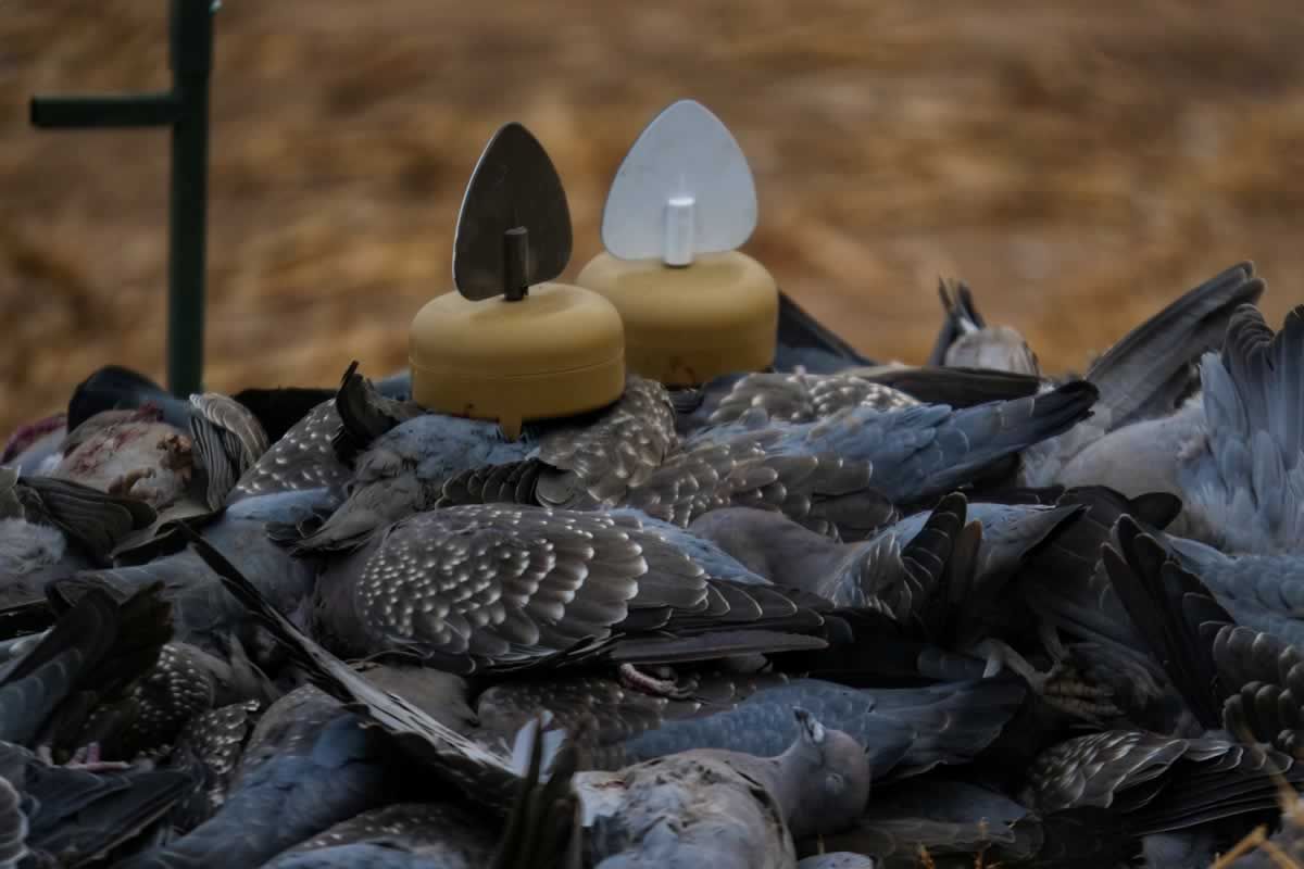 MOJO Dove a Flicker® (4 Pack)