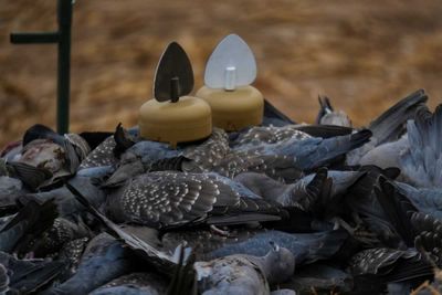 MOJO Dove a Flicker® (4 Pack)