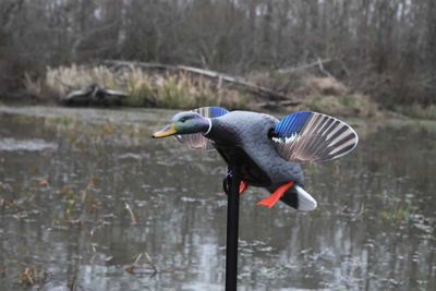 MOJO Elite Series – Mini Mallard Drake Motion Decoy
