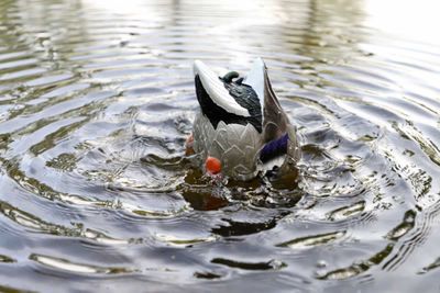 MOJO Butt Up Rippler 2 Decoy