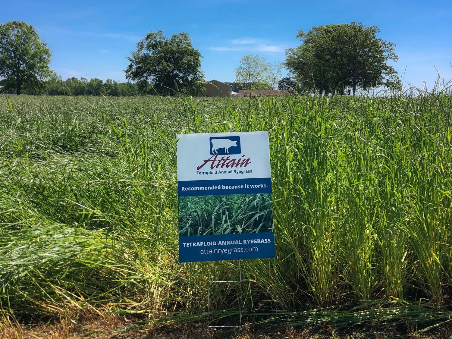 Attain Tetraploid Annual Rye Grass