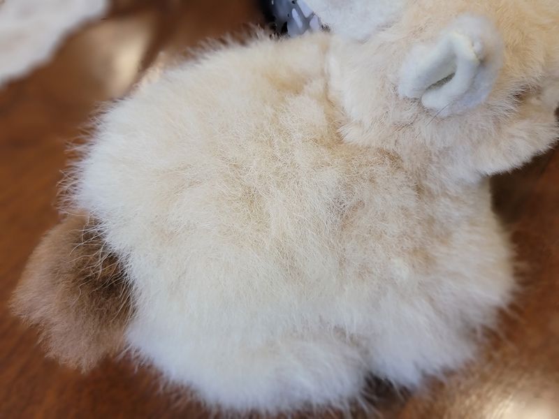 Alpaca Bunny