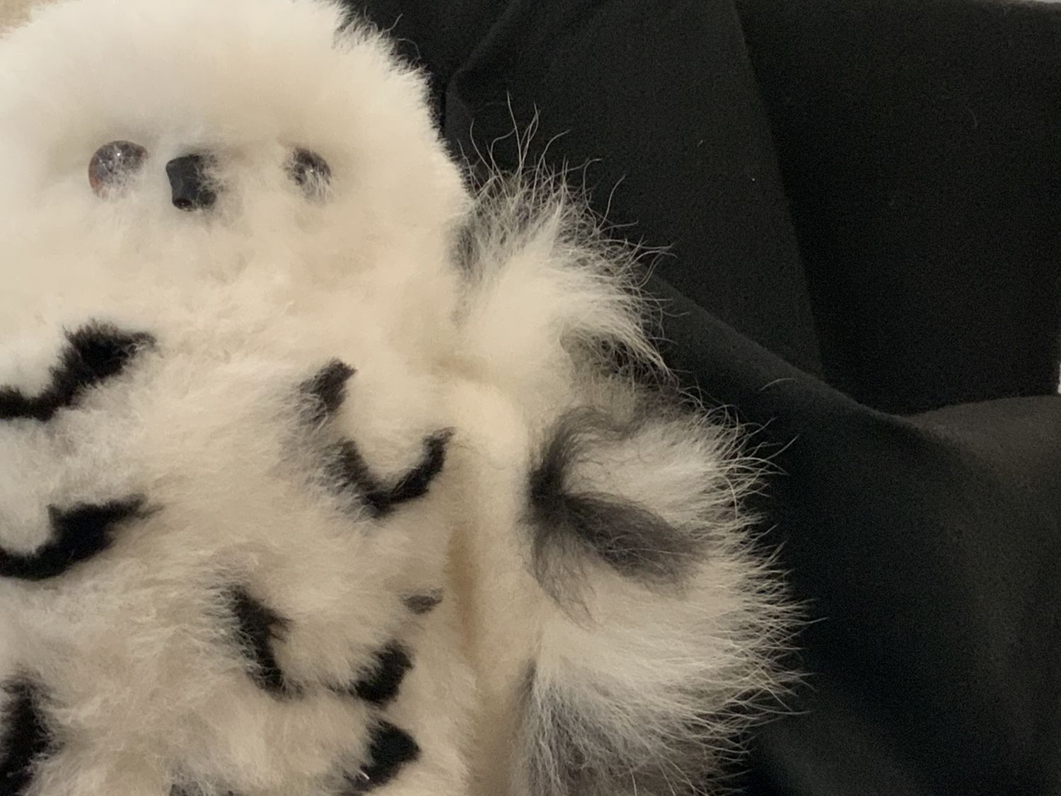 Cashmere Scarf Solids, Color: Black