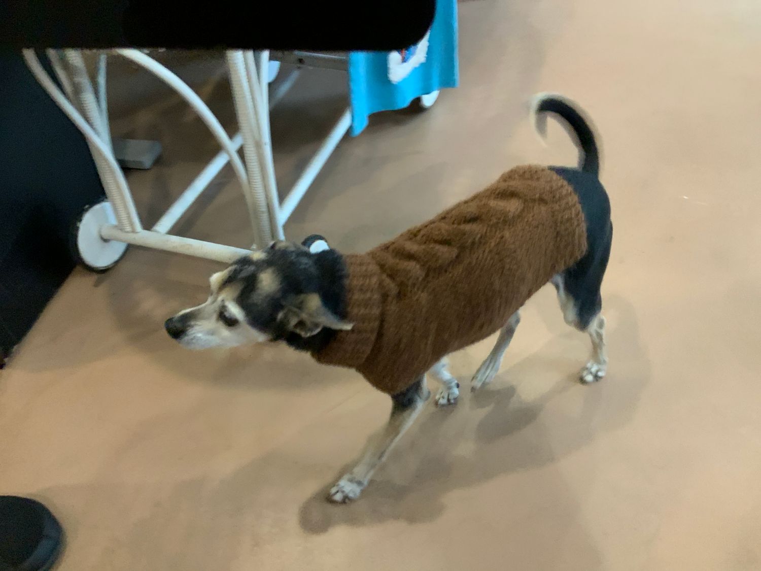 Dog Sweaters Dog Sweaters, Size: Large
