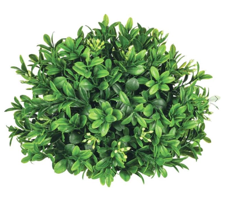 New England Boxwood Half Orb