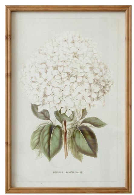 Framed Print - White Hydrangea
