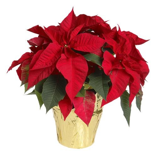 Red Poinsettia