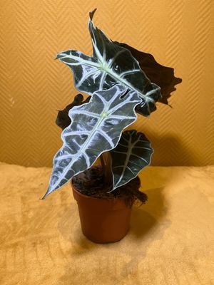 Alocasia Amazonica &quot;Polly&quot;