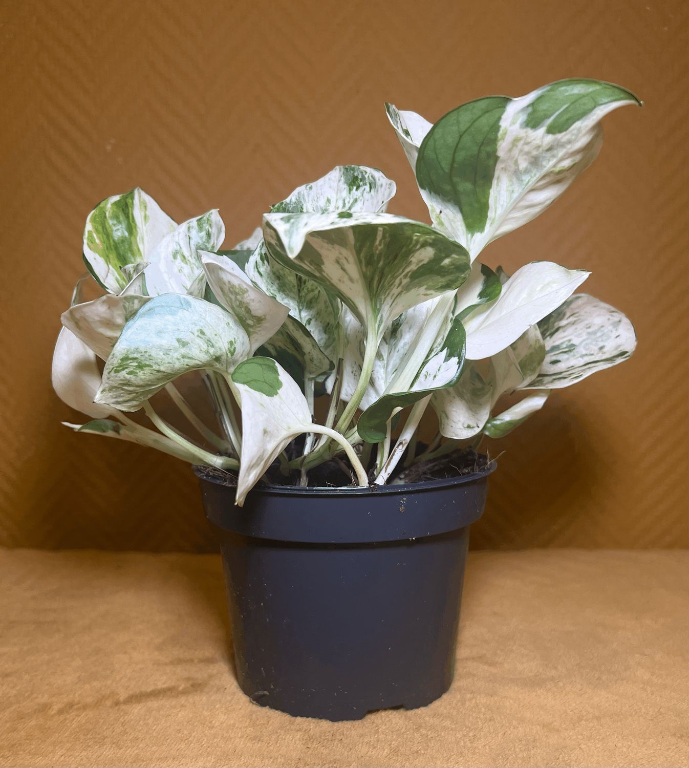 Epipremnum pinnatum ‘Happy Leaf’