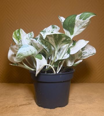 Epipremnum pinnatum ‘Happy Leaf’