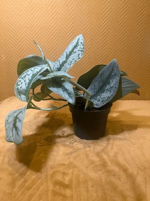 Scindapsus pictus ‘Trebie’