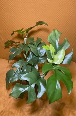 Rhaphidophora Tetrasperma