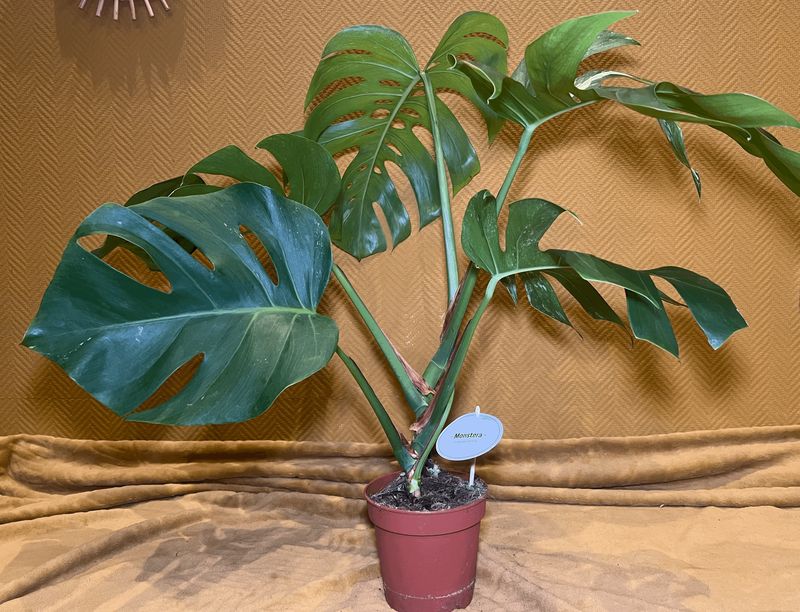 Monstera deliciosa Variegata