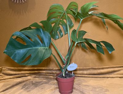 Monstera deliciosa Variegata