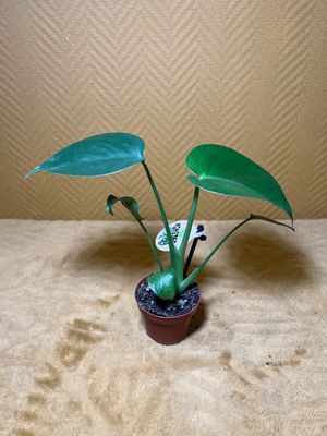 Monstera deliciosa