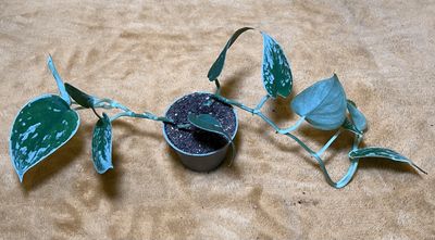 Philodendron scandens