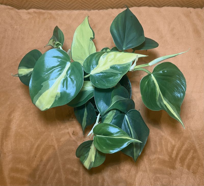 Philodendron scandens ‘Brasil’