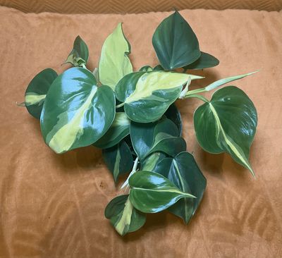 Philodendron scandens ‘Brasil’