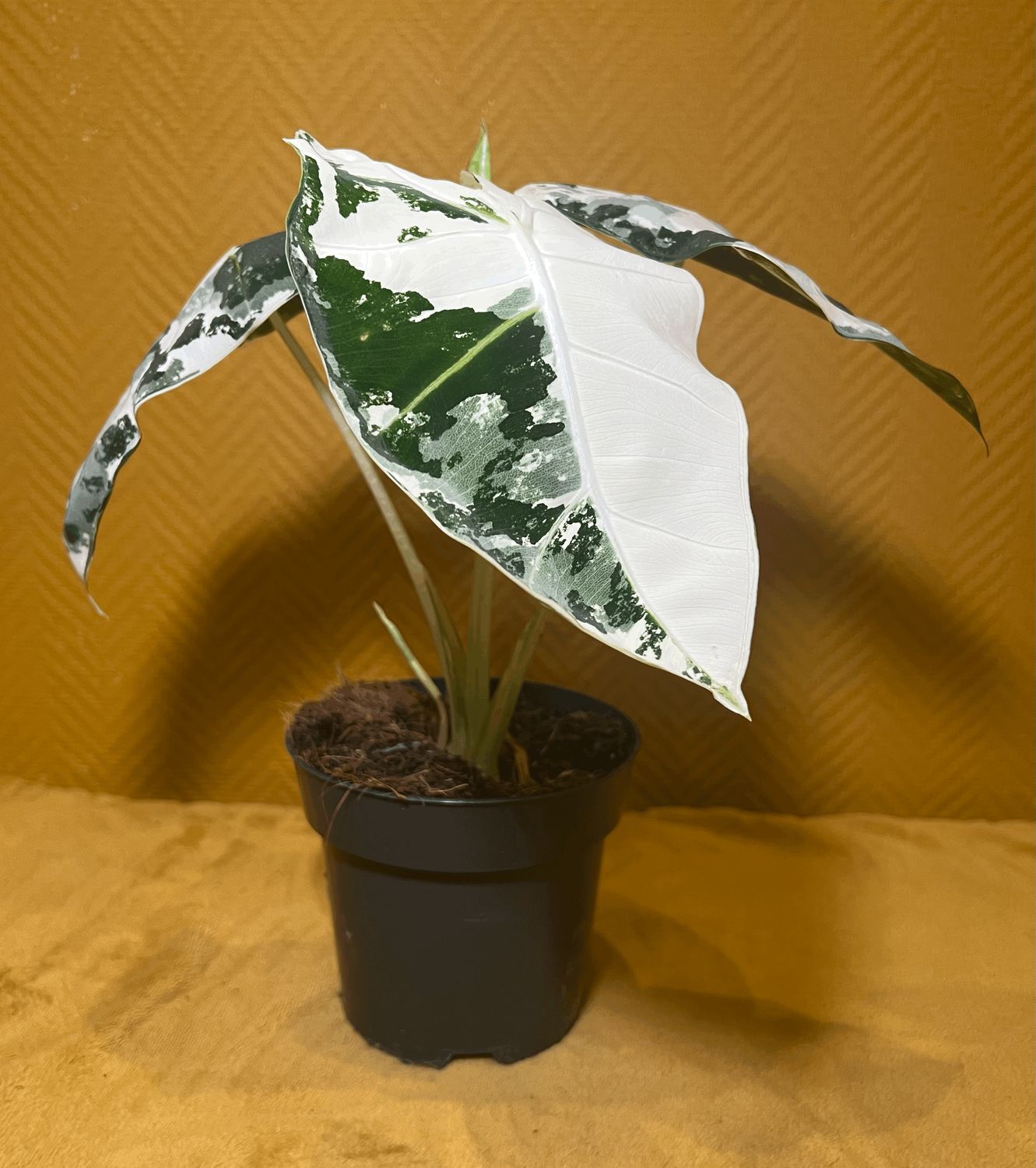 Alocasia &quot;Frydek&quot;