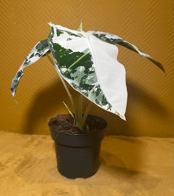 Alocasia &quot;Frydek&quot;