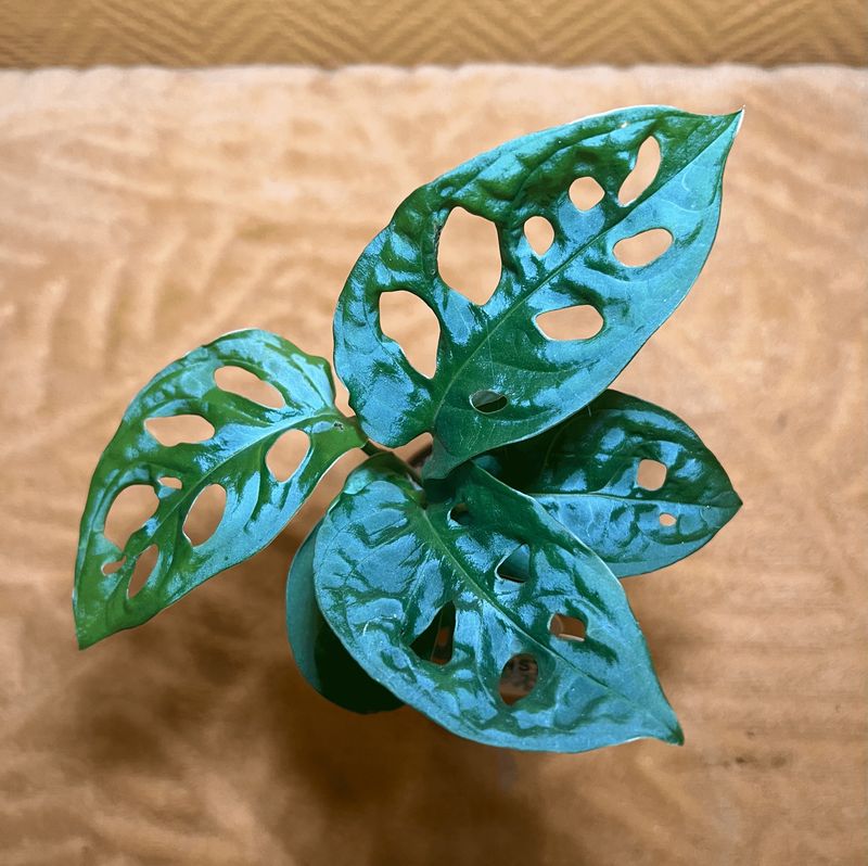 Monstera Adansonii