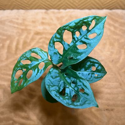 Monstera Adansonii