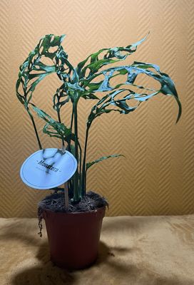 Monstera oblica peru