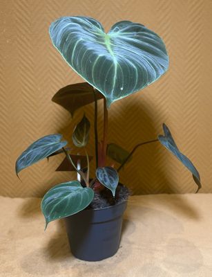 Philodendron &quot;Red Chocolate&quot;